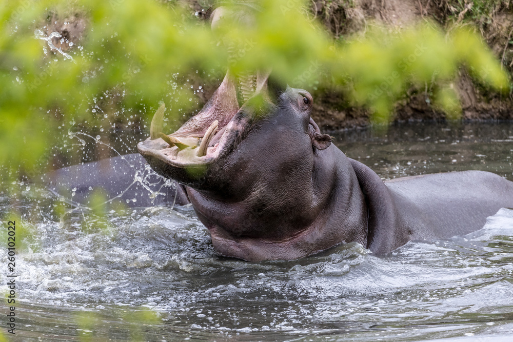 Fototapeta premium The common hippopotamus (Hippopotamus amphibius), yawn of a hippo