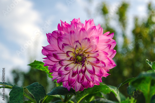 Dahlia flower on a background of green leaves