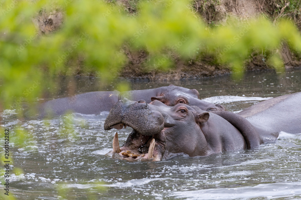 hippopotamus yawning, hippopotamus teeth hippopotamus yawning, hippopotamus teeth