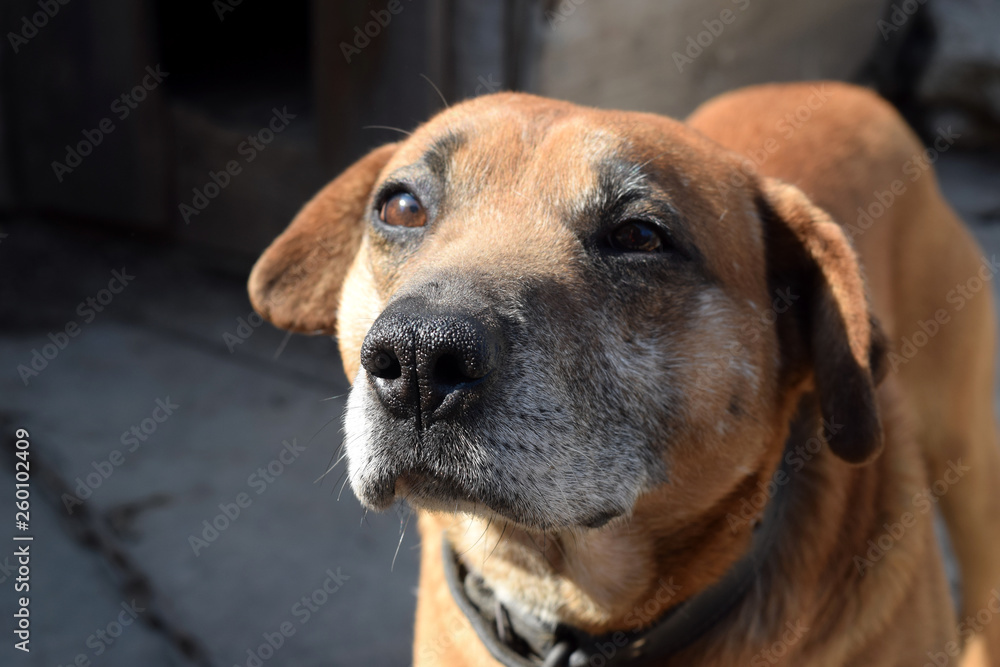 Cute pet looking at the camera. Beautiful red dog Cute pet looking at the camera. Beautiful red dog