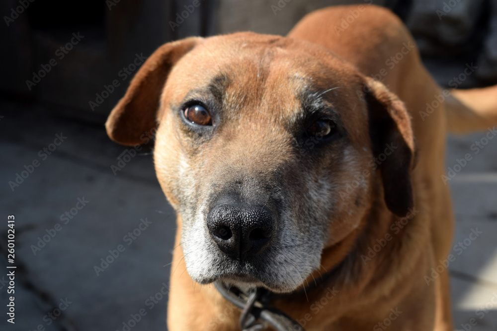 Cute pet looking at the camera. Beautiful red dog Cute pet looking at the camera. Beautiful red dog
