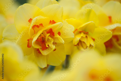 closeup of yellow daffodils in a public garden