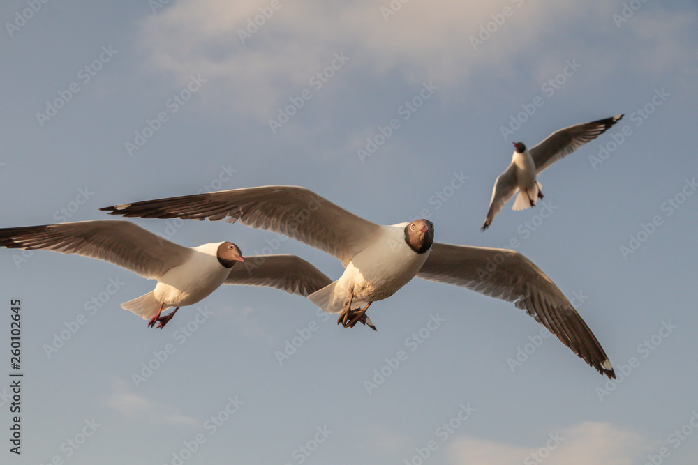 Close up Seagull flying in the air and sky background.Freedom seagull expand wings in the sky. Close up Seagull flying in the air and sky background.Freedom seagull expand wings in the sky.