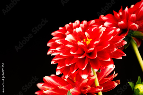 red dahlia flowers