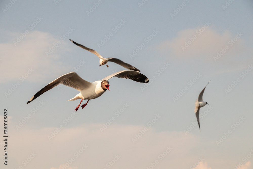 Obraz premium Seagulls flying over sea and nature background.