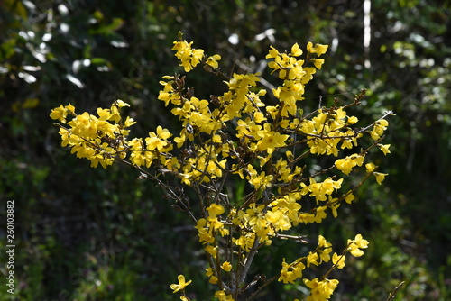 Forsythia (Golden bells)