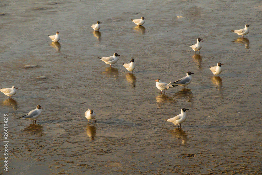 Fototapeta premium Seagulls standing on a beach with the beautiful lighting and sea background.