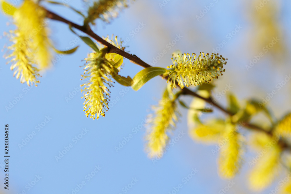 Fototapeta premium flowering tree