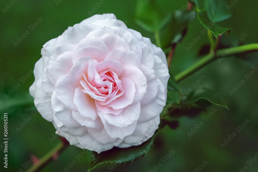 Pale pink rose blooming in the garden. Macro photo with shallow depth of field. Pale pink rose blooming in the garden. Macro photo with shallow depth of field.