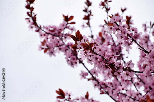cherry blossom in spring © Adrienne