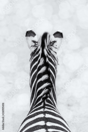 Zebras back view with white Bokeh 