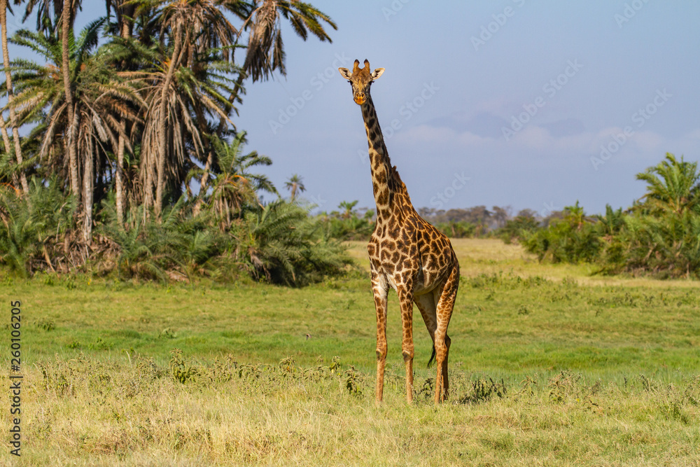 Foto de Masai Giraffe, Maasai Griaffe, (giraffa tippelskirchi) front of ...