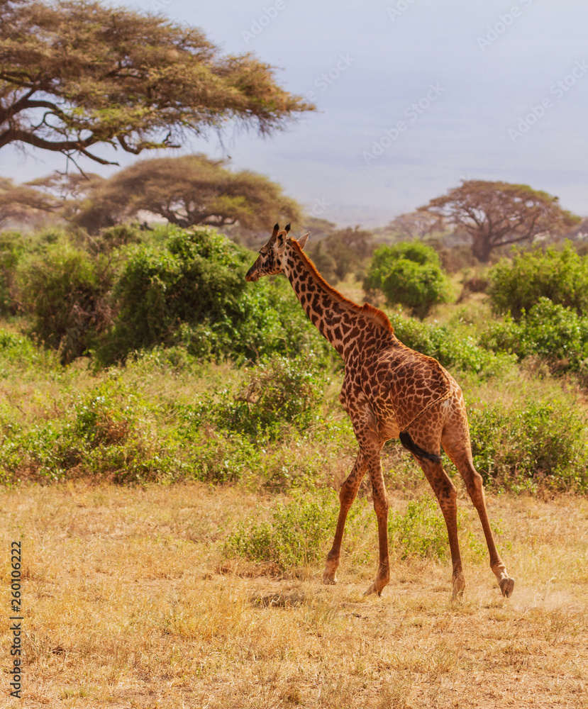 Obraz premium Masai giraffe, Maasai giraffe, (giraffa tippelskirchi) walking away into African bush, seen from rear. Amboseli National Park , Kenya, Africa. Wild animal on Kenyan safari