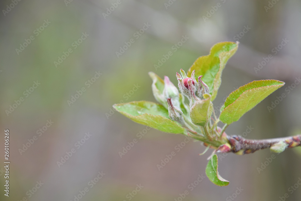 apple tree blooming, macro apple tree blooming, macro