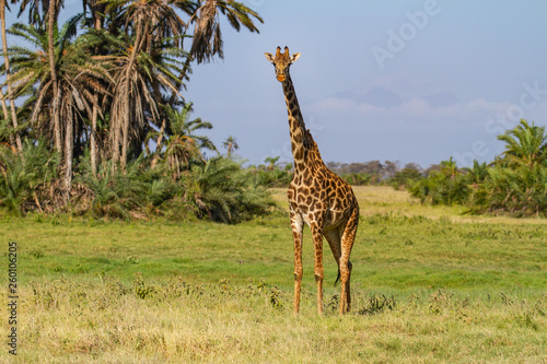 Masai Giraffe  Maasai Griaffe   giraffa tippelskirchi  front of tall wild animal in green landscape. Amboseli National Park  Kenya  East Africa. Patterned animal full height