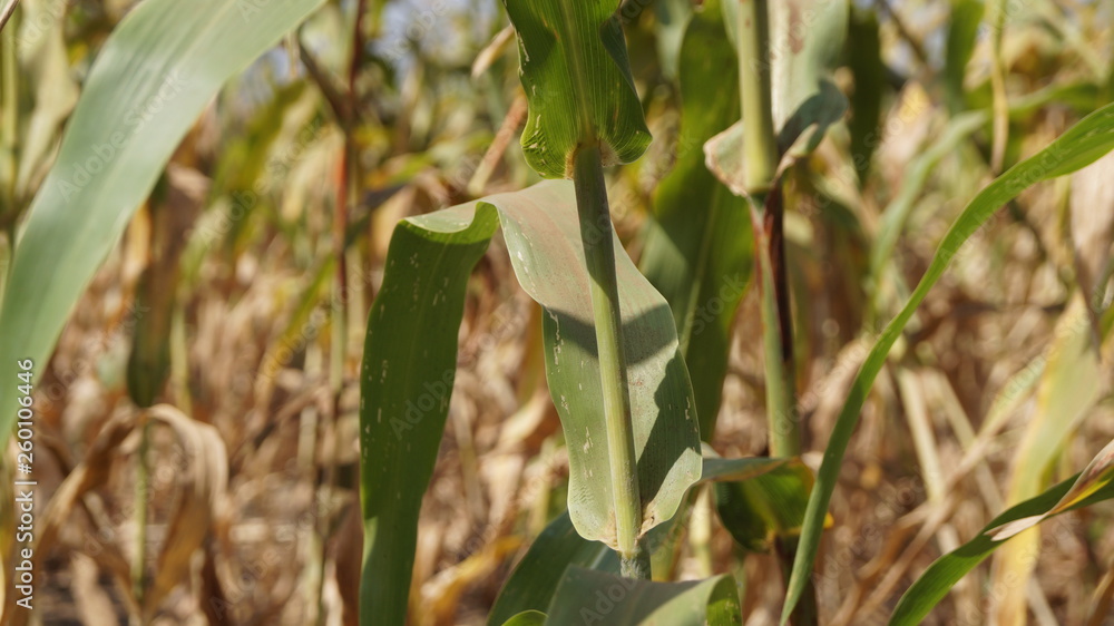 Naklejka premium Sorghum Crop