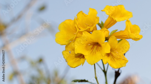 Photography Flor de campana amarilla con profundidad de campo