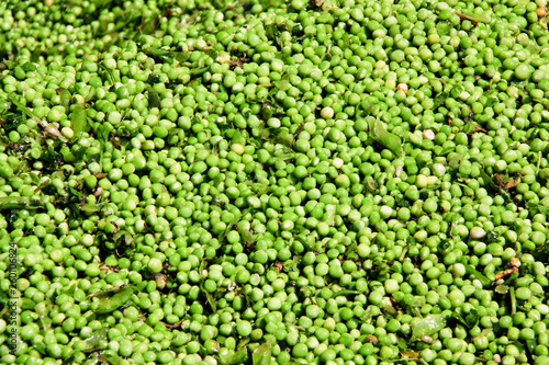 Fresh green peas background texture. Top view.