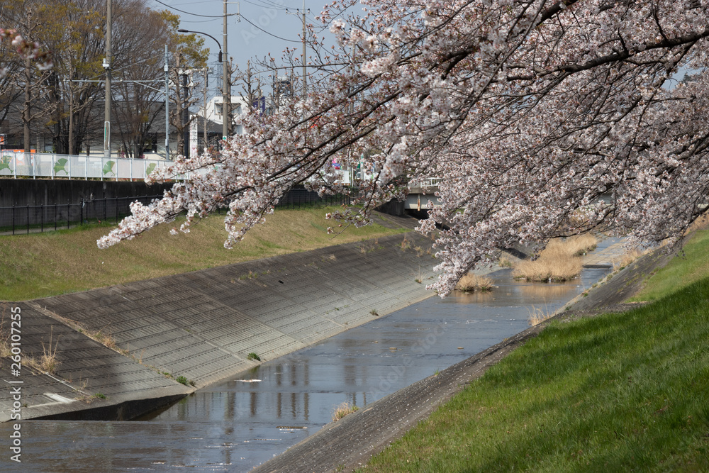 多摩市乞田川の桜並木 東京都多摩市 多摩市乞田川の桜並木 東京都多摩市