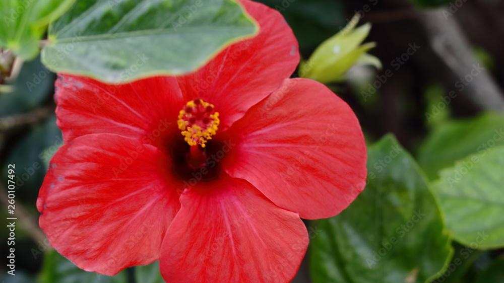 Flor de cayena entre las hojas Flor de cayena entre las hojas