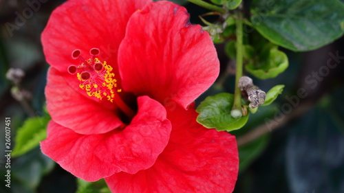 Flor de cayena primer plano photo