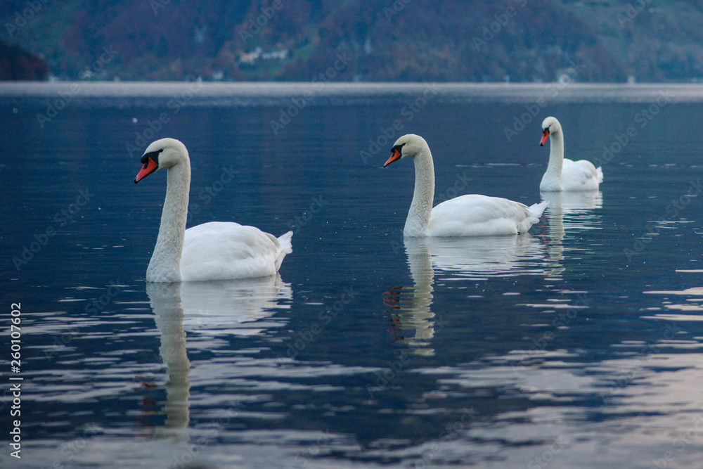 group of swans on lake group of swans on lake