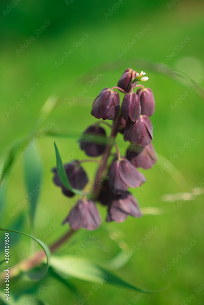 Purple Bell Shaped Flowers (Muscari Grape Hyacinth) with green background and shallow depth of field Purple Bell Shaped Flowers (Muscari Grape Hyacinth) with green background and shallow depth of field