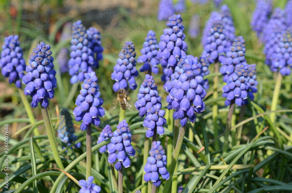 Fototapeta premium Szafirki, niebieskie wiosenne kwiatki, Muscari botryoides