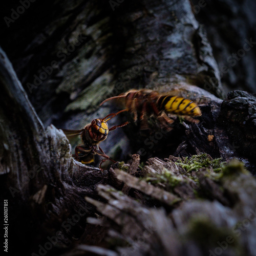 Hornets  nest guardian checking a returning mate