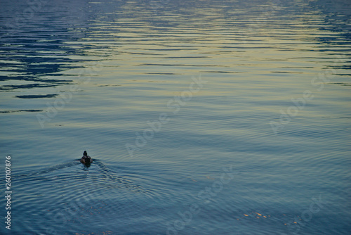 A lone duck silently moving away on the surface of a lake
