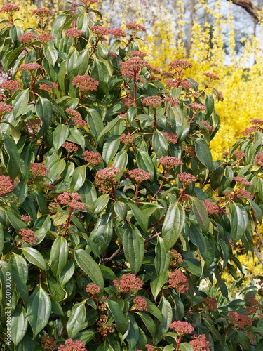 Viburnum cinnamomifolium - Viorne à feuilles de camphrier ou viorne à feuilles de cannelle au début du printemps photo