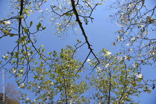 Magnolia kobus blossoms