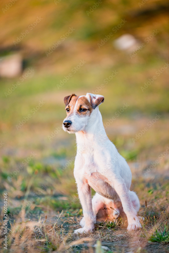 Jack Russell Terrier dog sitting, posing in nature, outdoors, park at sunset	