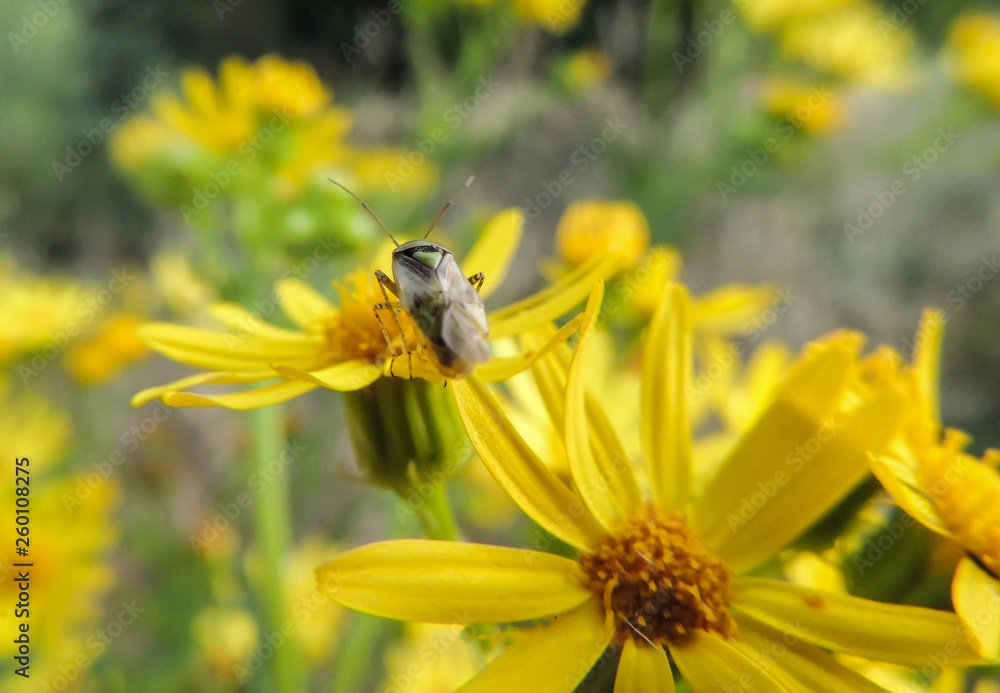 flower with small insect flower with small insect