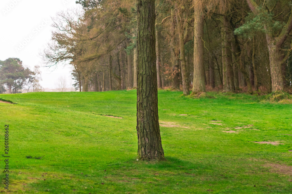 Lone Tree in Field