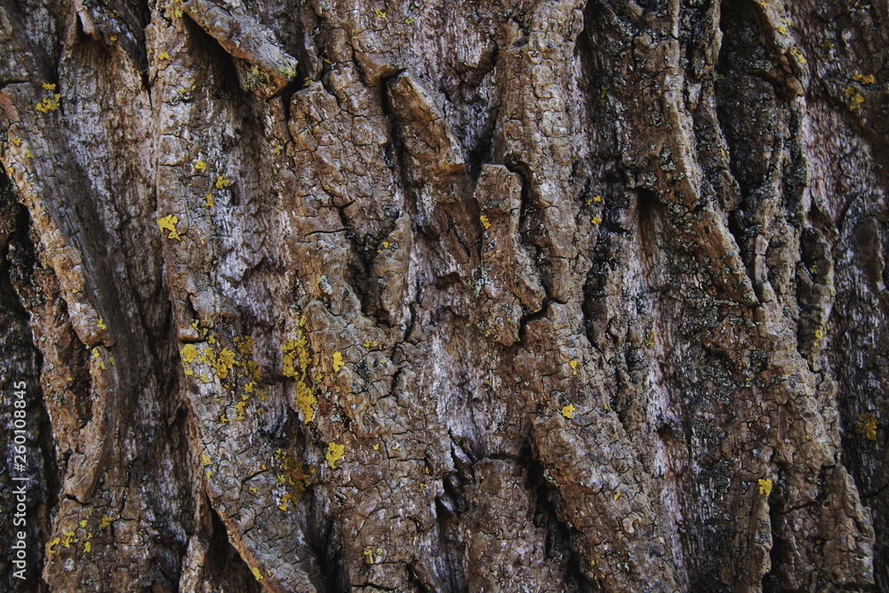 Old tree bark texture closeup Old tree bark texture closeup