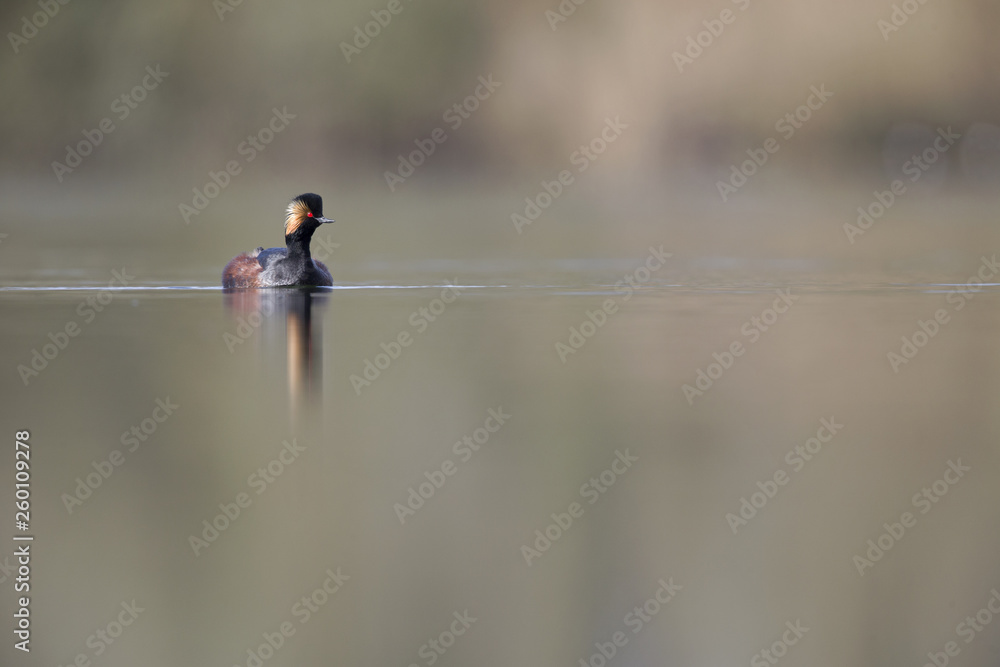 black-necked grebes (Podiceps nigricollis) swimming in a pond in a city in the Netherlands. Swimming alone with warm background colours. black-necked grebes (Podiceps nigricollis) swimming in a pond in a city in the Netherlands. Swimming alone with warm background colours.