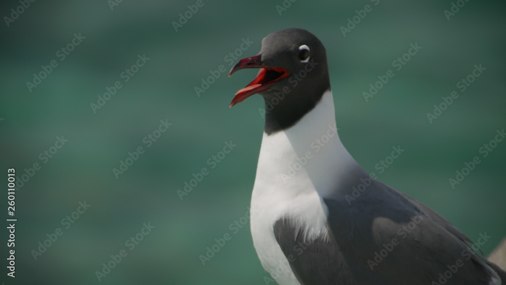 Fototapeta premium Black and white seagull with an open beak