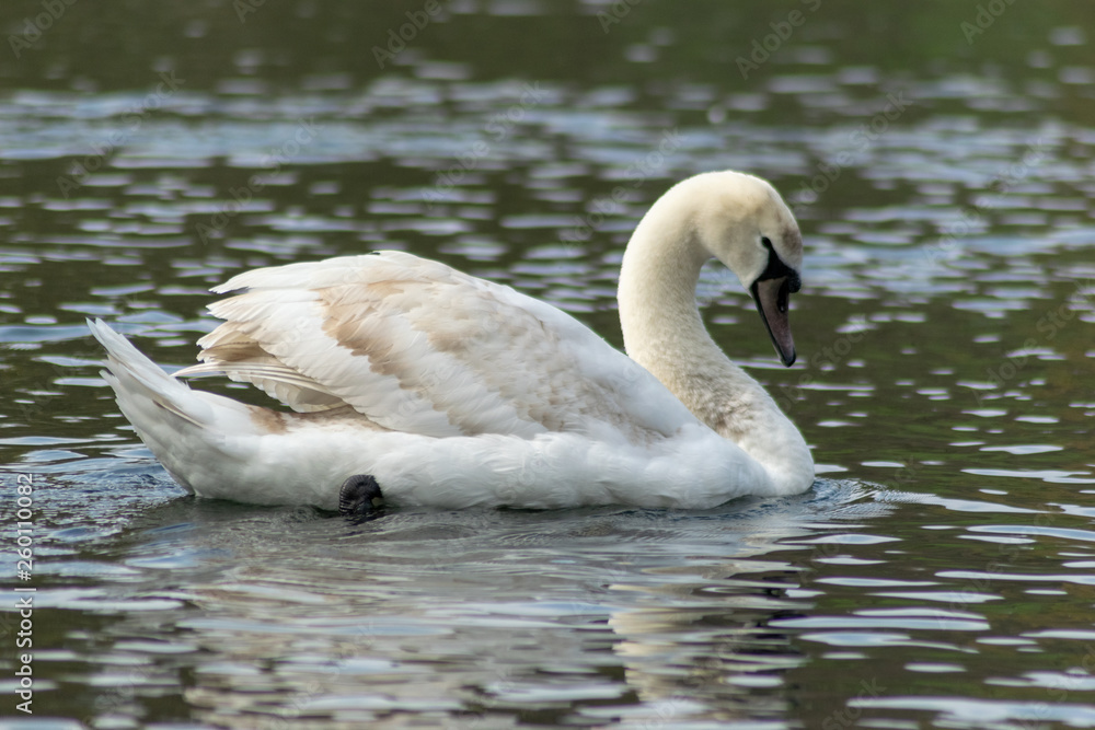 Swan Swan