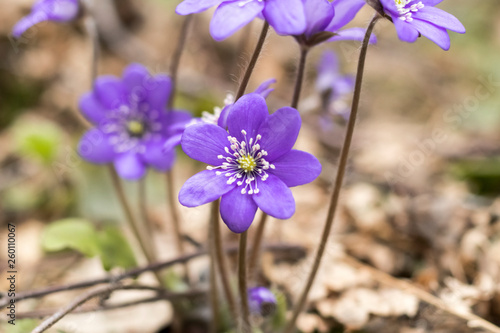 spring Flower. blue snowdrop in natural environment. shallow depth of cut. there is tinted