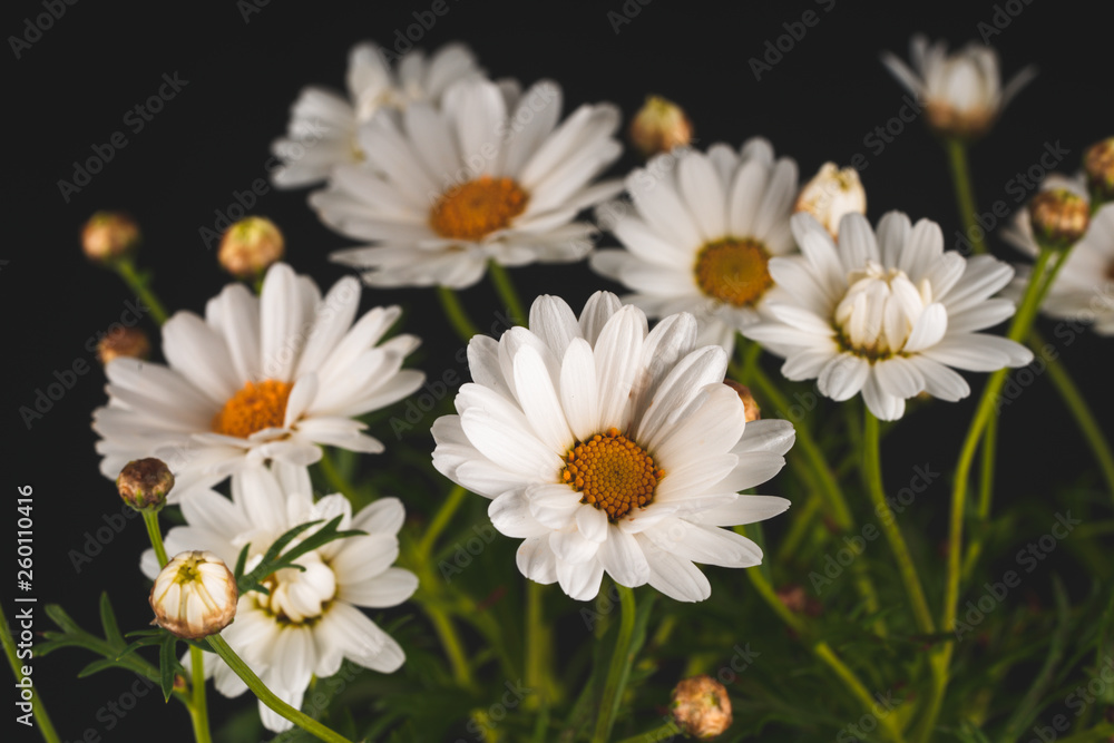 Fototapeta premium daisy flowers blooming in spring
