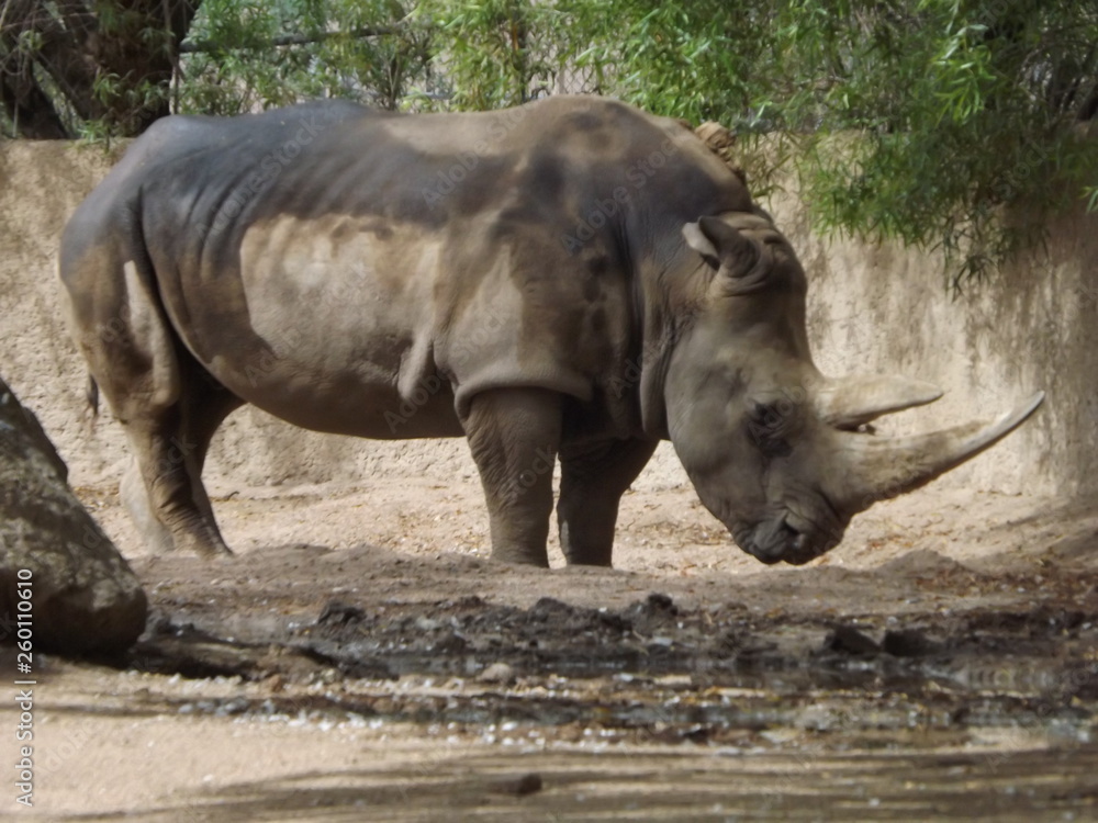 Naklejka premium rhinoceros in zoo