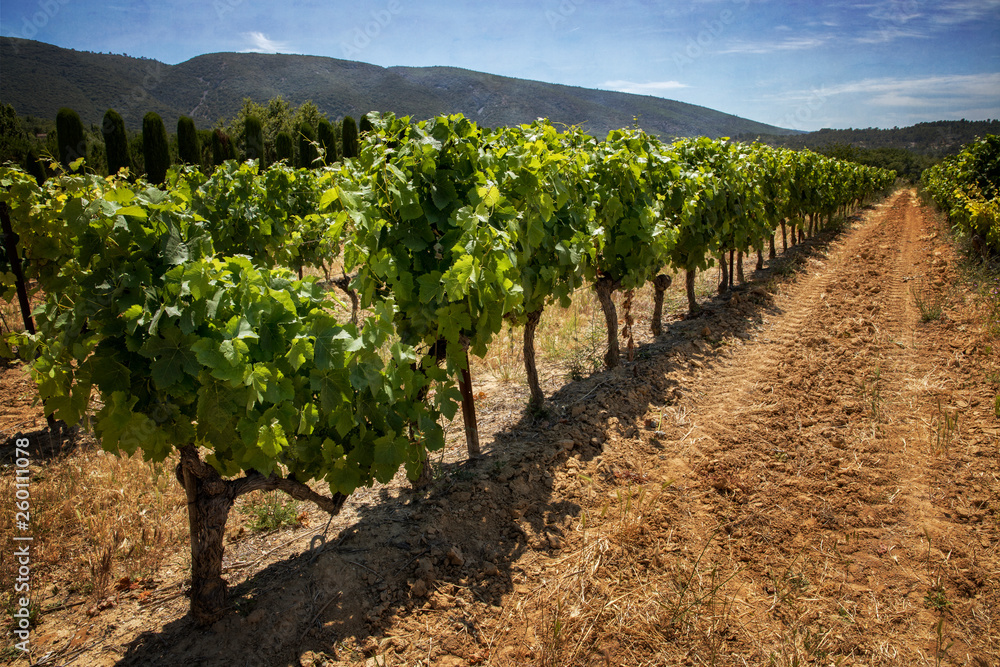 Lush Vines in Vineyard