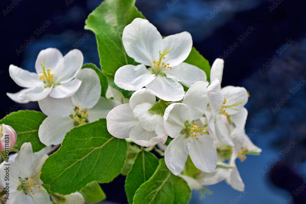 Blossoming branch apple. Blossoming branch apple.
