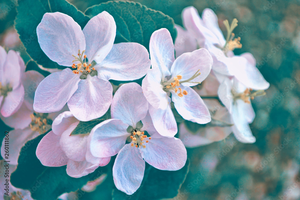 Blossoming branch apple. Blossoming branch apple.