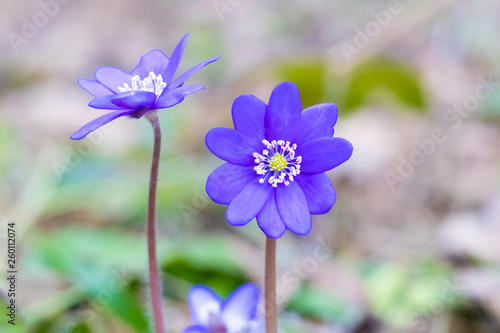 spring Flower. blue snowdrop in natural environment. shallow depth of cut. there is tinted