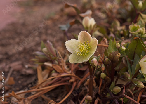 Single Flower Budding in the Spring
