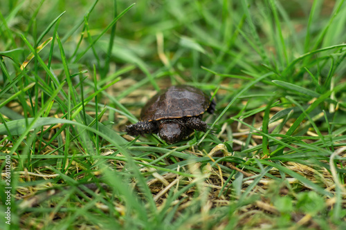a small newborn turtle crawling on the fresh spring green grass