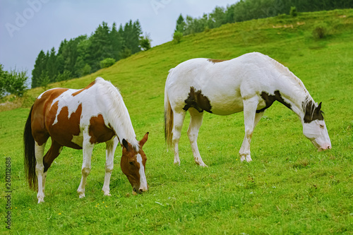 Horses on the pasture © Sergej Razvodovskij