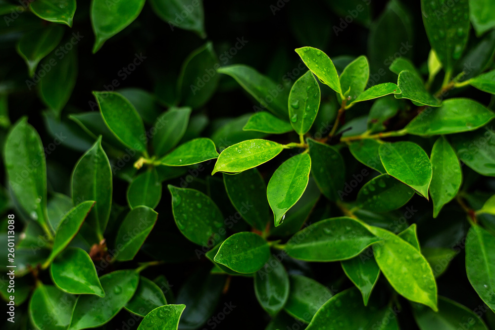 fresh green leaf with water drops fresh green leaf with water drops